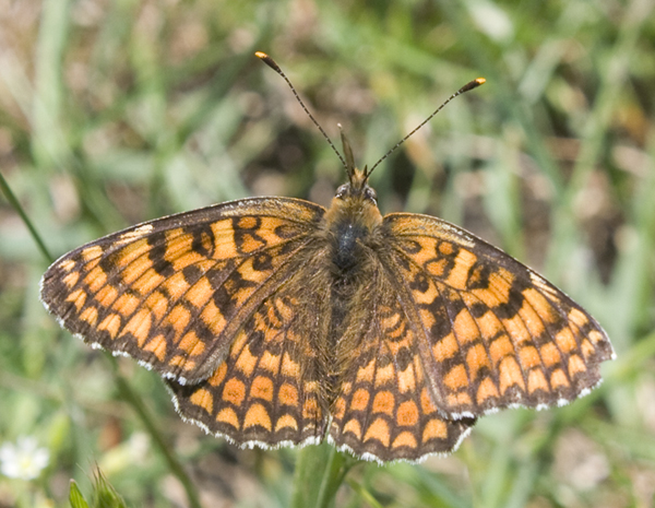 Melitaea phoebe o atalia?